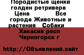 Породистые щенки голден ретривера › Цена ­ 25 000 - Все города Животные и растения » Собаки   . Хакасия респ.,Черногорск г.
